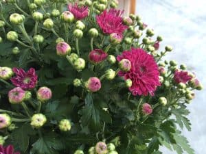 Neue Garne und Sets – der Herbst kann kommen!